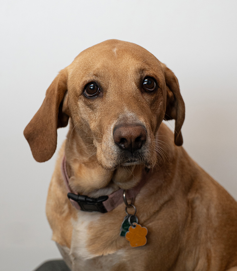 Daisy