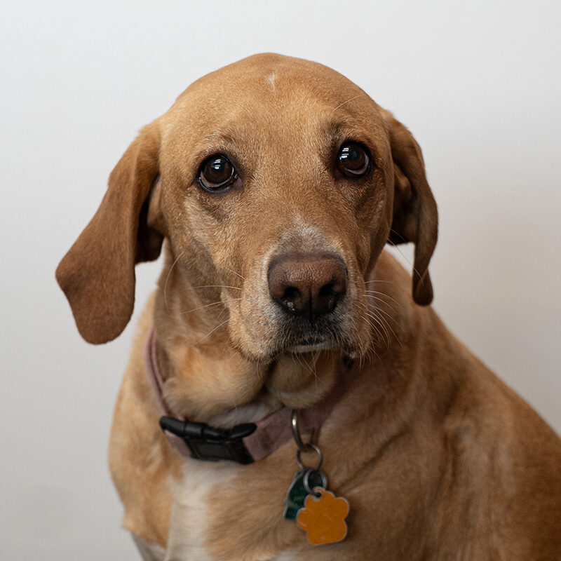 Daisy
